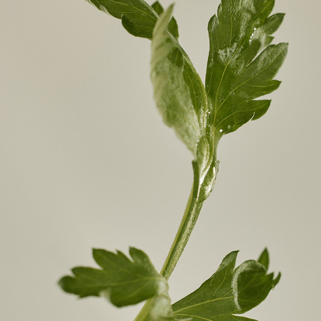 Beauty of Joseon Matte Sun Stick: Mugwort + Camellia 18g